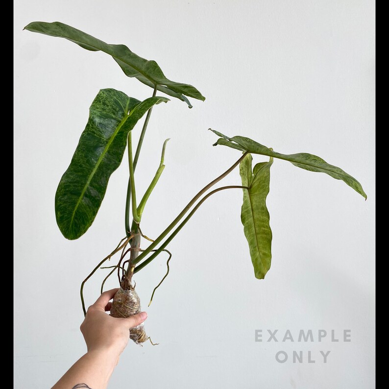 Philodendron Paraiso Verde Large, Growers Choice 3:LX 1251 US Seller Rare Aroid In-Stock image 2