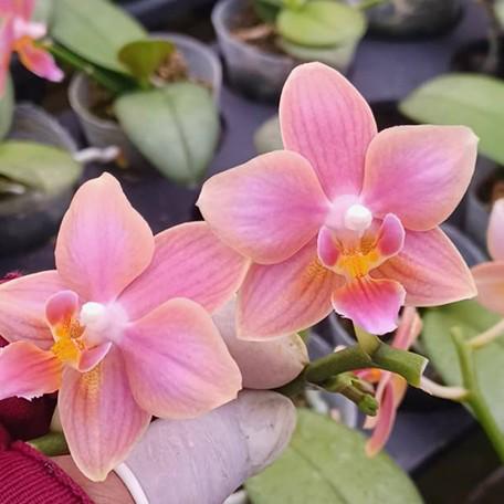 Phalaenopsis Ron E Glamor '317' 2.5" Fragrant Grower's Choice *Now In Stock* (7442P:G)