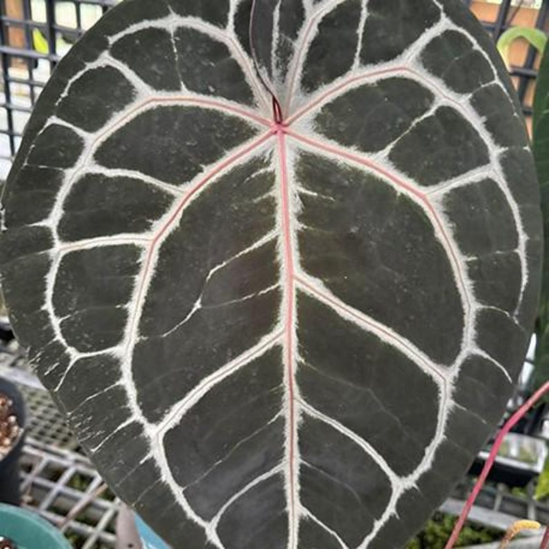 Anthurium 'Michelle' 3.0" *Preorder* afbeelding 1
