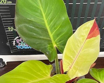 Scott Cohen Anthurium Antolakii (known as BVEP) X NSE Anthurium