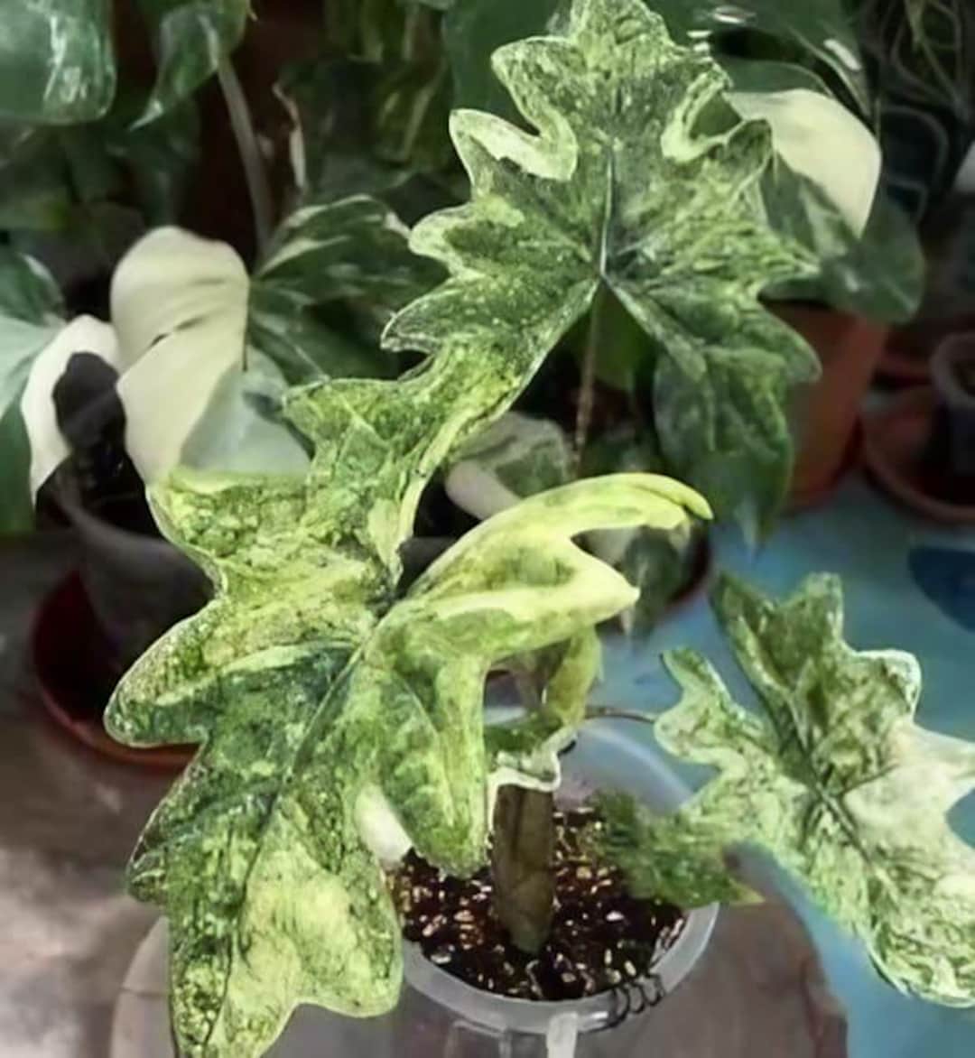2 美株 Alocasia Jacklyn Variegated Alocasia jacklyn variegated