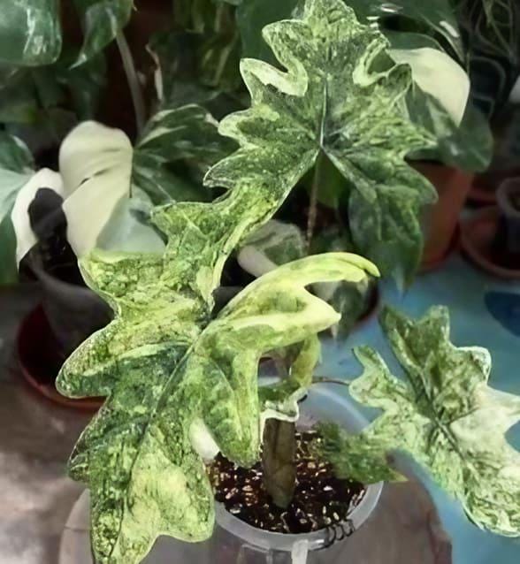 その他観葉植物 Alocasia 'Jacklyn' Variegated Alocasia_Jacklyn_Aurea_Variega