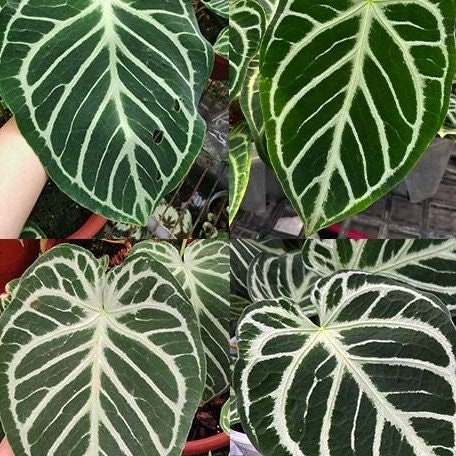 Anthurium Crystallinum (cultivar) 2.5