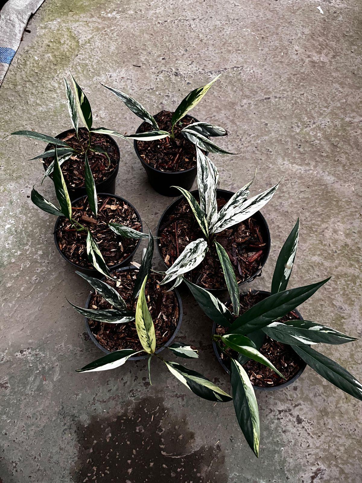 ラフィドフォラ　ロビースコット　バリエガータ Rhaphidophora lobbii scott variegate | Happy Plant Nursery