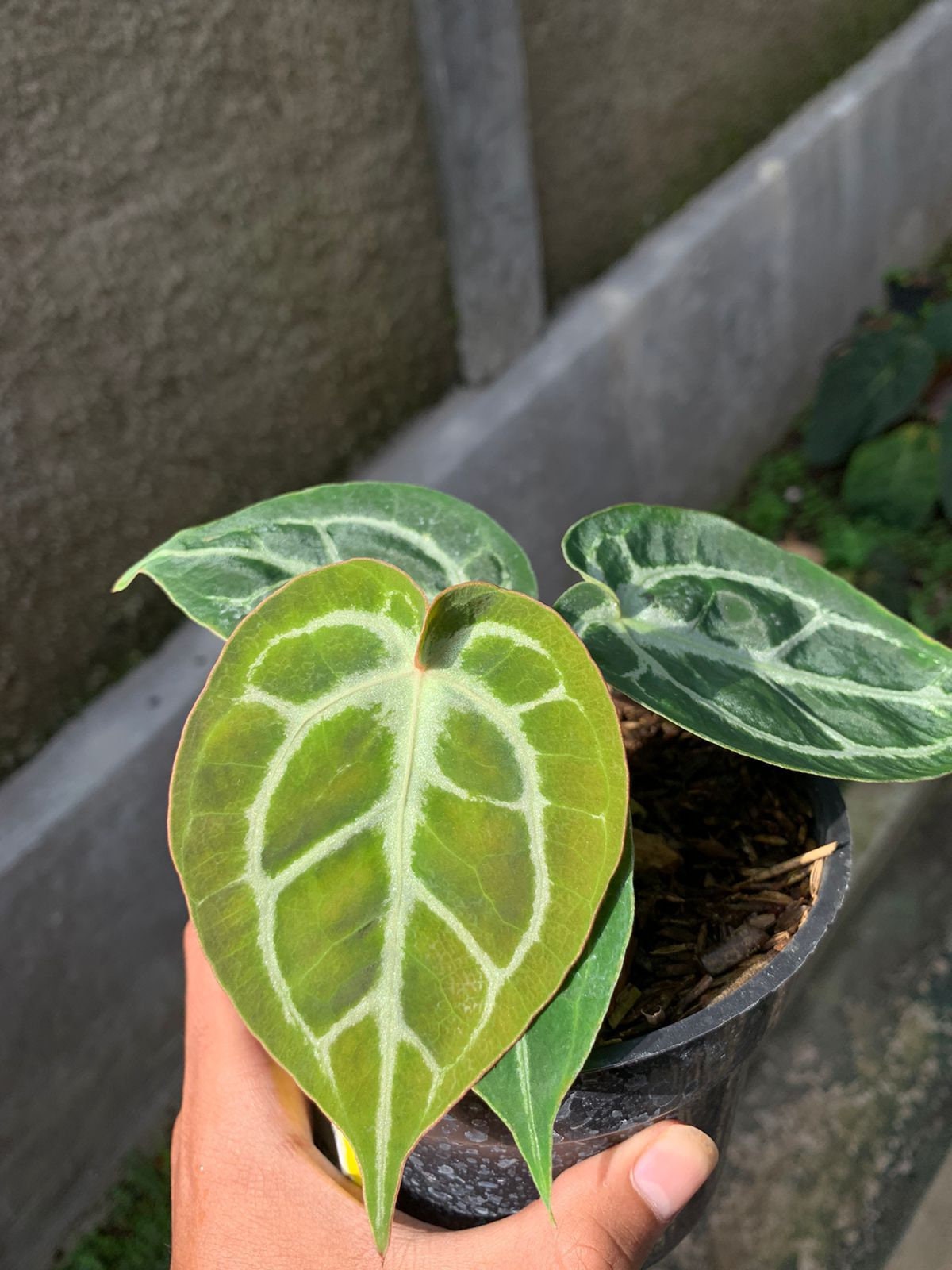 Anthurium 