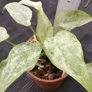 Cucullata Albo - Etsy