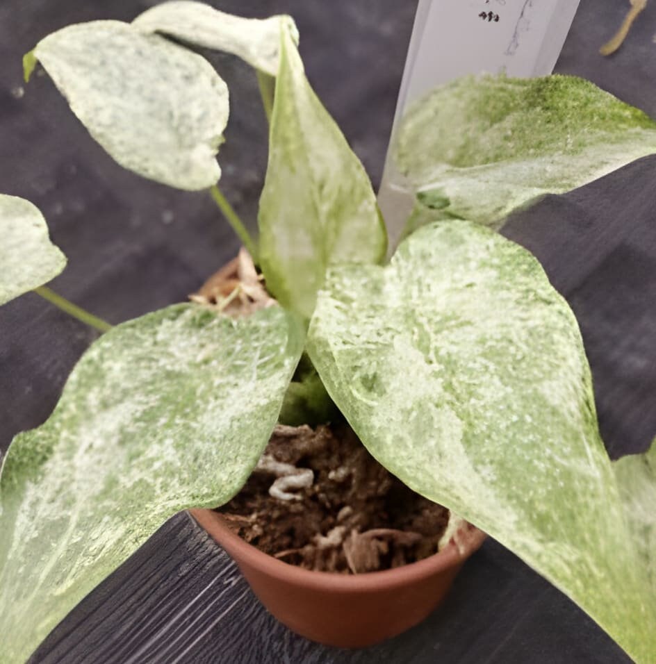 モンステラ・ポトス Alocasia cucullata white variegated Alocasia Cucullata White Albo Variegated Free Phyto Cert. | eBay