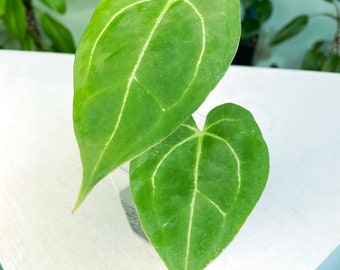 Anthurium papillilaminum "Dark Form" × crystallinum "Dorayaki" (3:T100) [1386] | Rare Aroid | Exact Plant