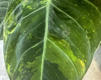 Philodendron melanochrysum variegated TC Plantlet *Preorder* (3538P:2) | US-Based Seller | Rare Aroid