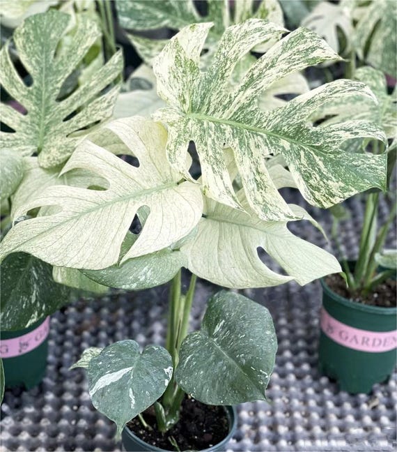 Monstera Deliciosa “white Monster” Variegated TC Plantlet