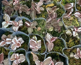 Anoectochilus Roxburghii Variegata Variegated 1.7
