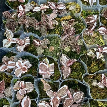 Anoectochilus Roxburghii Variegata Variegated 1.7
