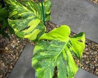Monstera Deliciosa 