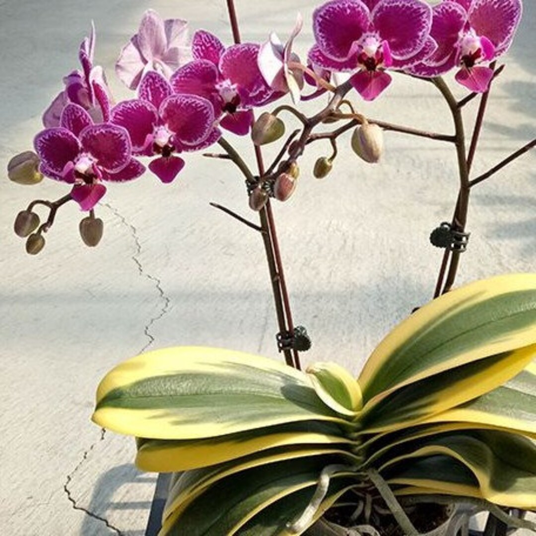 Phalaenopsis Chia E Yenlin variegata Variegated 2.5 preorder 2498P:G - Etsy