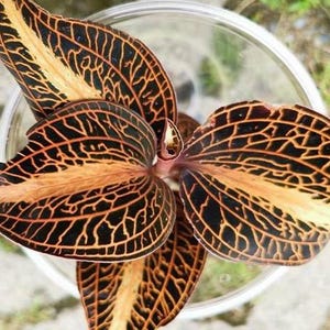Anoectochilus roxburghii &#39;Golden Heart&#39; 1.7&quot; *Preorder* (7162P:G)