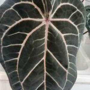 Anthurium Michelle X Michelle - Etsy