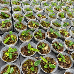 May include: A close-up view of a large collection of small green plants in clear plastic pots. The plants are all growing in a light green moss. The pots are arranged in rows on a gray surface.