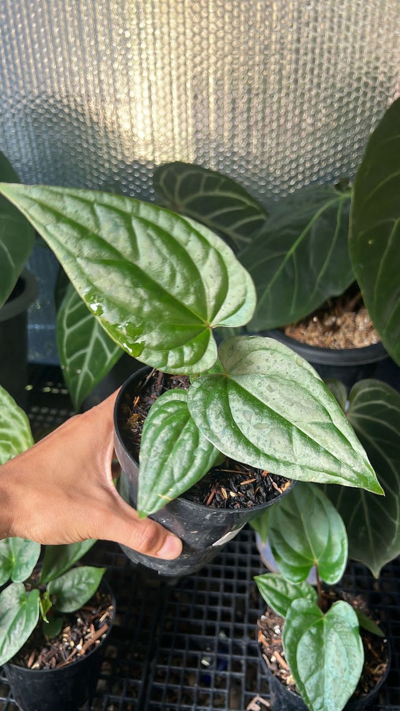 Anthurium papillilaminum Red Stem x luxurians Preorder 5904P:3 US-Based Seller image 1