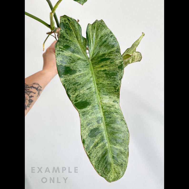 Philodendron Paraiso Verde Large, Growers Choice 3:LX 1251 US Seller Rare Aroid In-Stock image 1