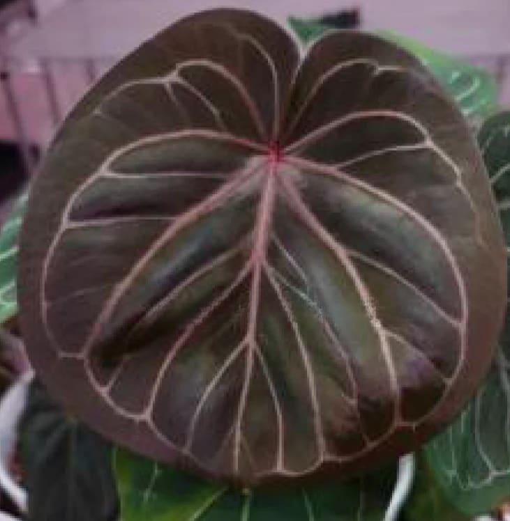 Anthurium King of Spades Plant - Etsy