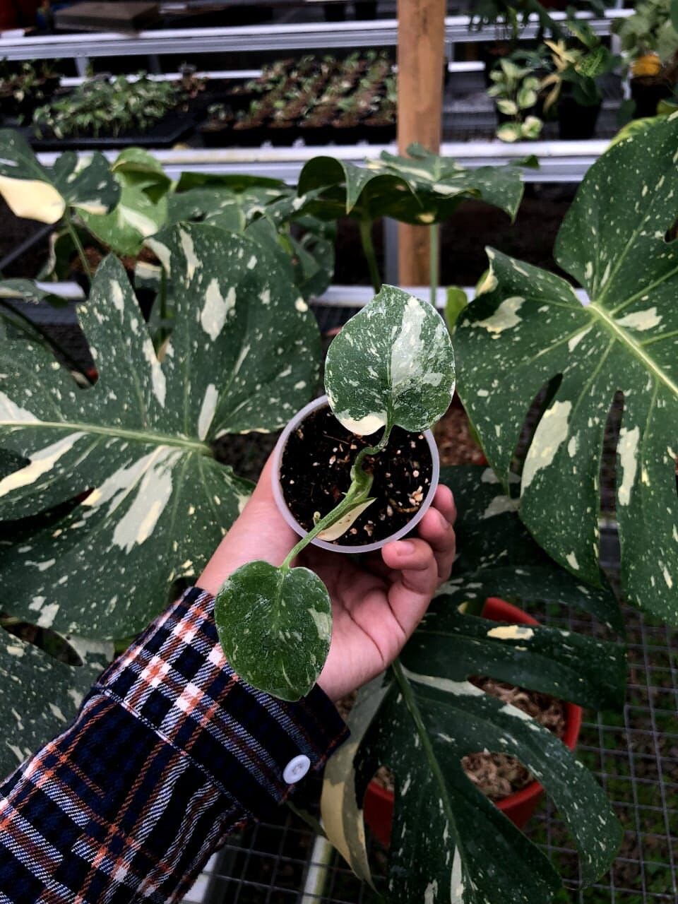 Monstera Deliciosa 
