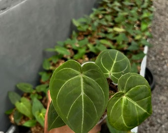その他観葉植物 ANTHURIUM HOFFMANNII hybrid Anthurium Hoffmanii Hybrid — Aroidasia
