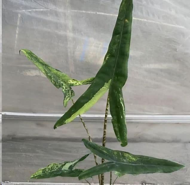 Alocasia "Tigrina Superba" variegated TC Plantlet Grower's Choice *Now In Stock* (6602P:2)
