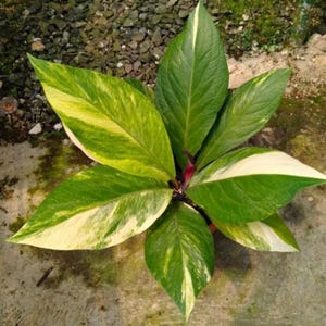 アンスリウム　スコーピオン アンスリウム ブラックウィドウ × スコーピオン | BA PLants