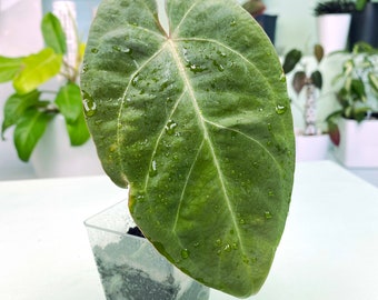 Anthurium papillilaminum "Dark Form" × crystallinum "Dorayaki" (3:T11) [1386] | Rare Aroid | Exact Plant