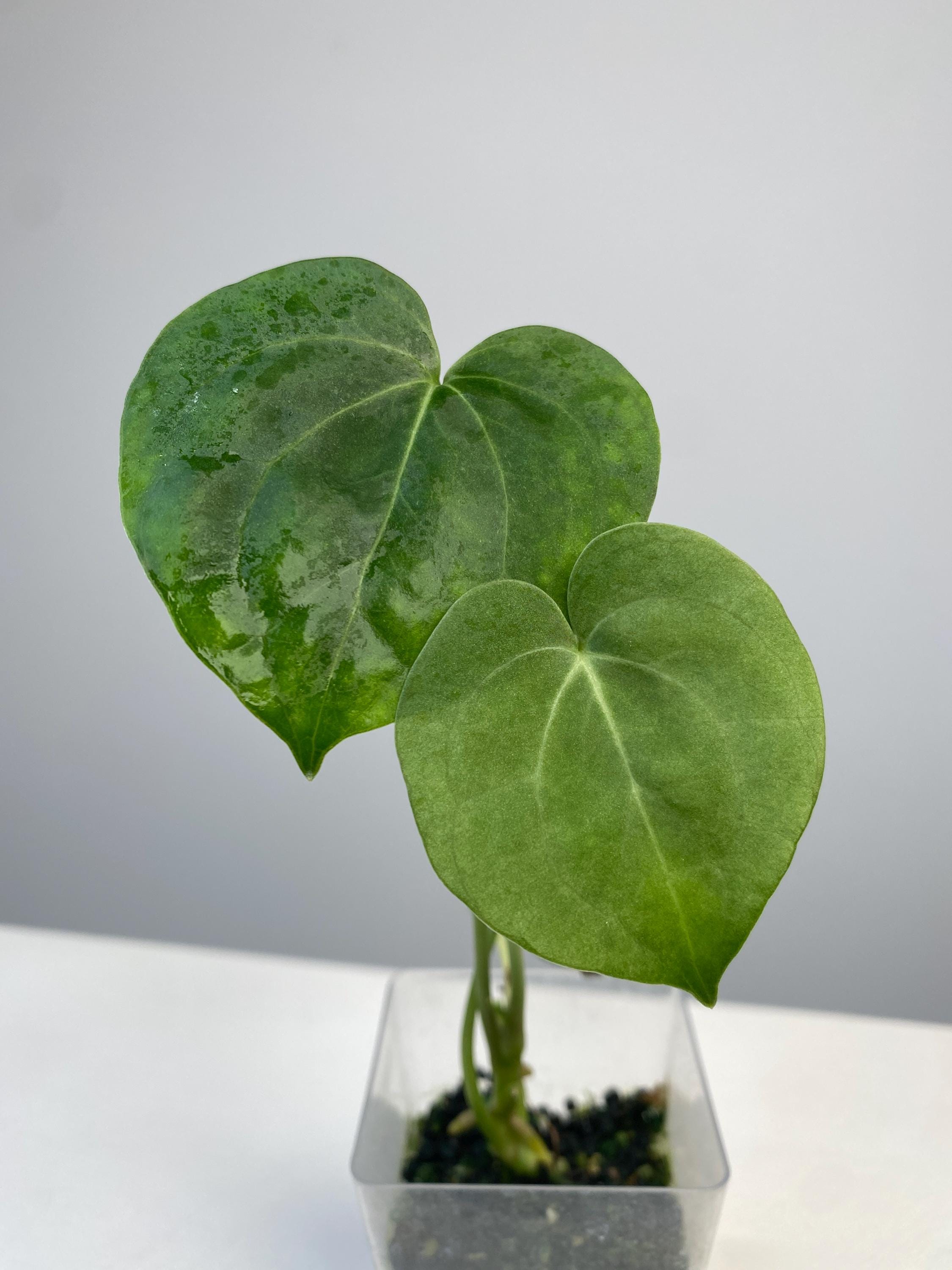 Anthurium X 