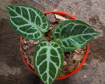 Anthurium "Silver Blush" x ("King of Spades" x "Red Crystalinum") *Preorder* (6111P:G) | US-Based Seller | Rare Aroid