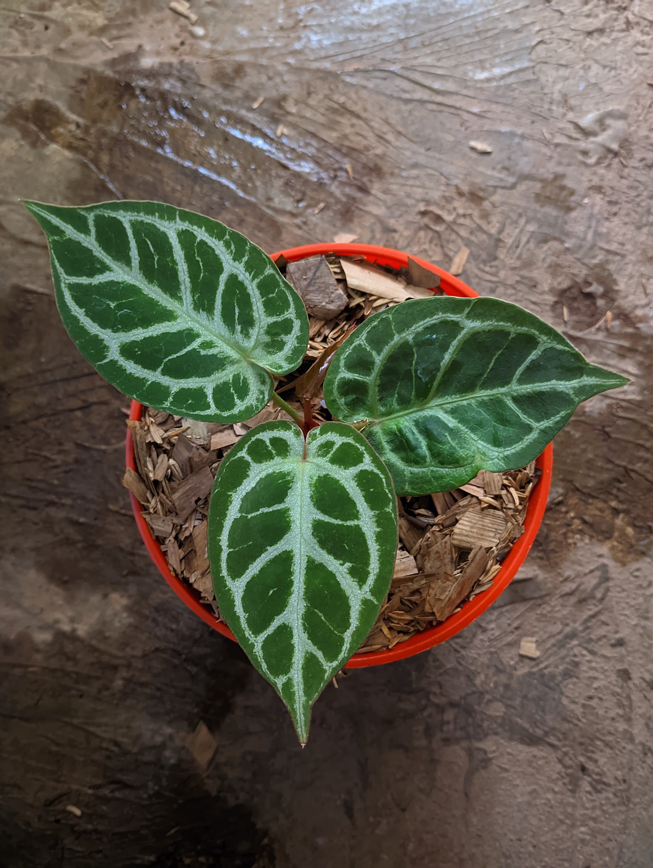 や*こ様 アンスリウム King of Spades x Red Crystal Anthurium 