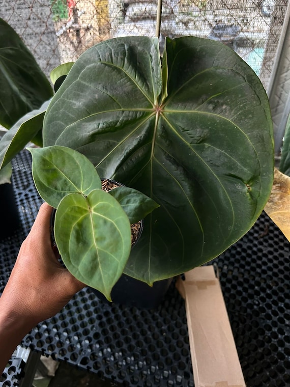 Anthurium Hoffmannii Pure *preorder* (5454P:G) | Rare Aroid - Etsy