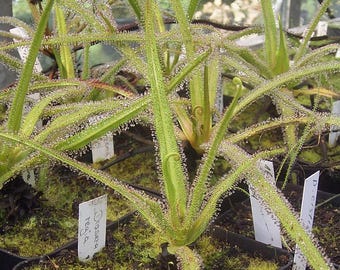 Drosera regia aka. "King Sundew" TC Plantlet Grower's Choice *In Stock*
