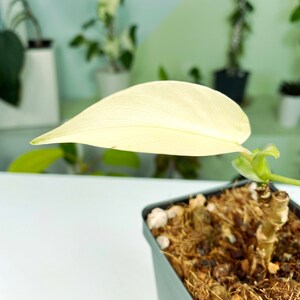 Philodendron Florida Ghost 3:E12 629 Rare Aroid Exact Plant image 3