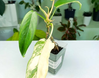 Philodendron "Florida Beauty" variegated (3:C8) [1438] | Rare Aroid | Exact Plant