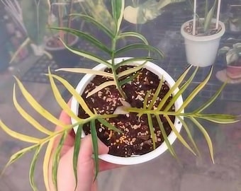 Philodendron tortum variegated TC Plantlet *Preorder*