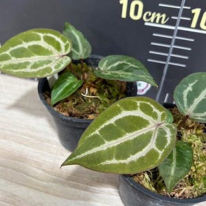 Anthurium 'Michelle' 3.0" *Preorder* afbeelding 4