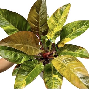Philodendron Imperial Red variegated TC plantlet Preorder 3534P:2 US-Based Seller Rare Aroid image 1