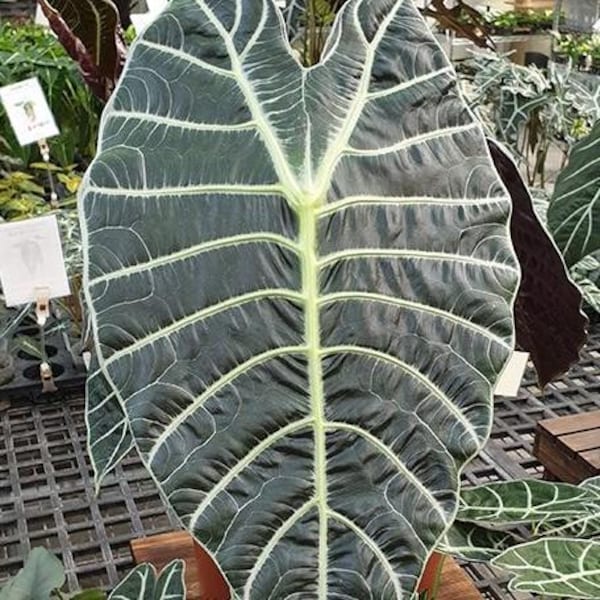 Alocasia watsoniana '3275' (white veins) 2.5" *Preorder*