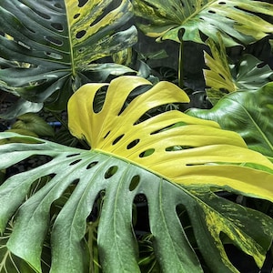 Monstera Yellow - Etsy