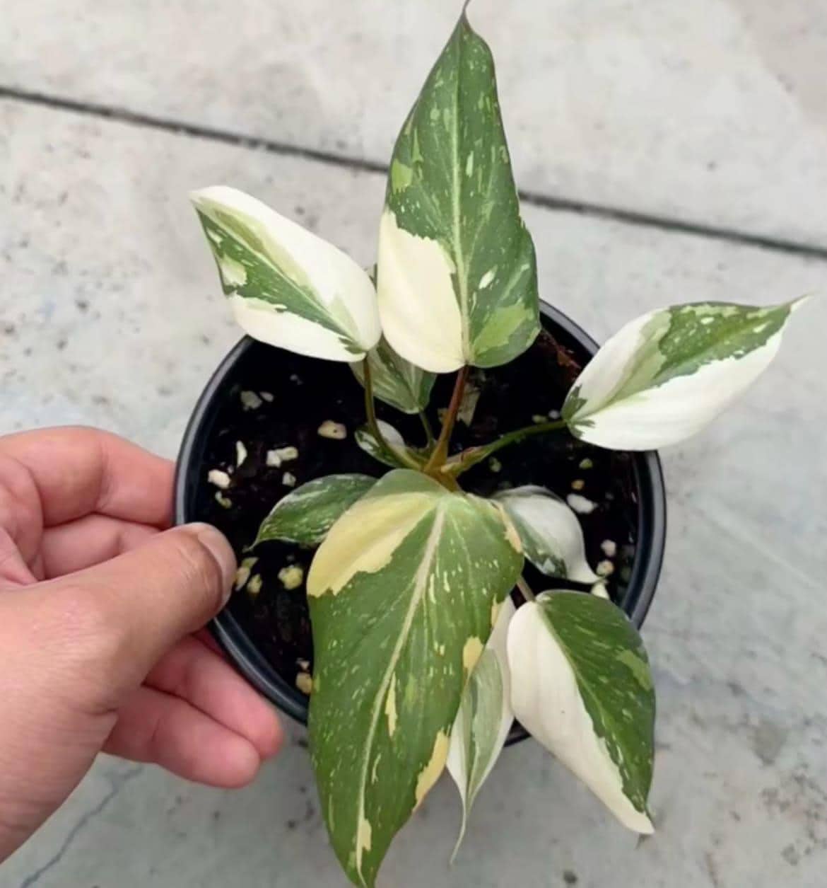 Philodendron gloriosum variegated TC Plantlet Grower's Choice *Now In Stock* (6298P:3)