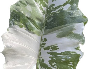 Alocasia "Portora" variegated TC plantlet *Preorder* (3529P:1) | US-Based Seller | Rare Aroid