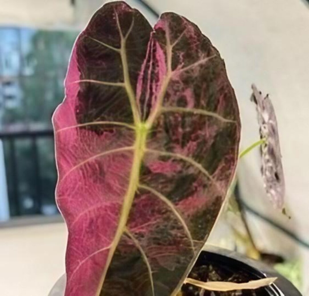 Alocasia Watsoniana 