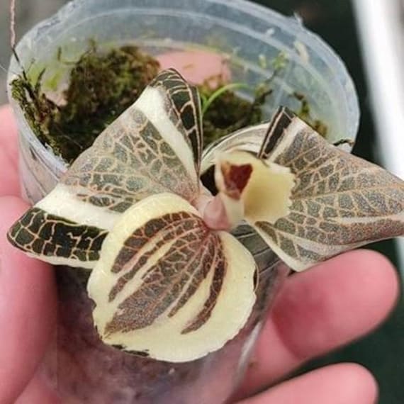 Anoectochilus Roxburghii Variegata Variegated 1.7