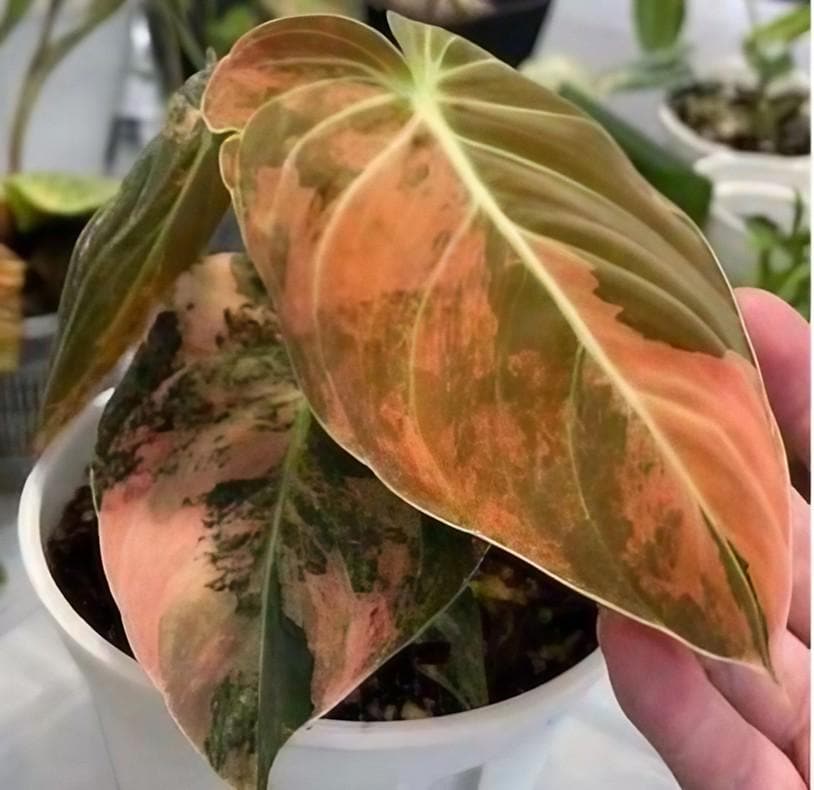 philodendron erubescens new red Philodendron erubescens 'Imperial Red' Ø12cm – 25cm Indoor Plant –  Viridimania main image 0
