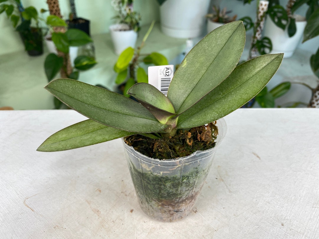 Phalaenopsis Purple Gem 'miki Leopard' 2.5 - Etsy