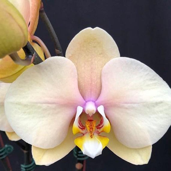 Phalaenopsis Foison Dawnlight 'j9218' 2.5