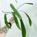 see more listings in the Plants In-Stock - Exact section