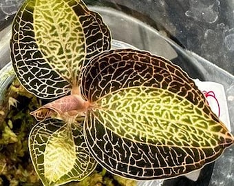Anoectochilus Roxburghii Variegated (jewel Orchid) - Etsy